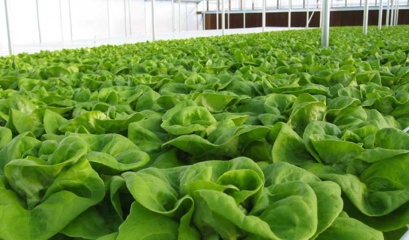 Ozonosoluzioni.it - Agricoltura e viticoltura - Coltivazione idroponica - 01